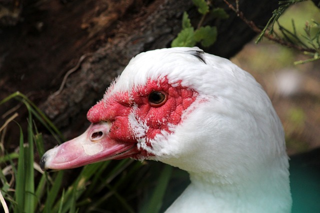 作为国家队 作为国家队